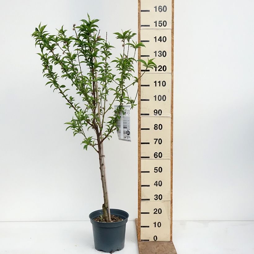 Melocotonero Charles Ingouf Maceta 7,5L/10L, Copa Ejemplar entregado en la primavera