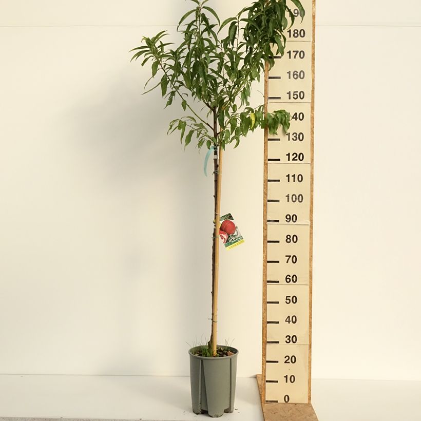 Ejemplar de Melocotonero blanca de Vigne Maceta 12L/15L, Medio tallo entregado en verano