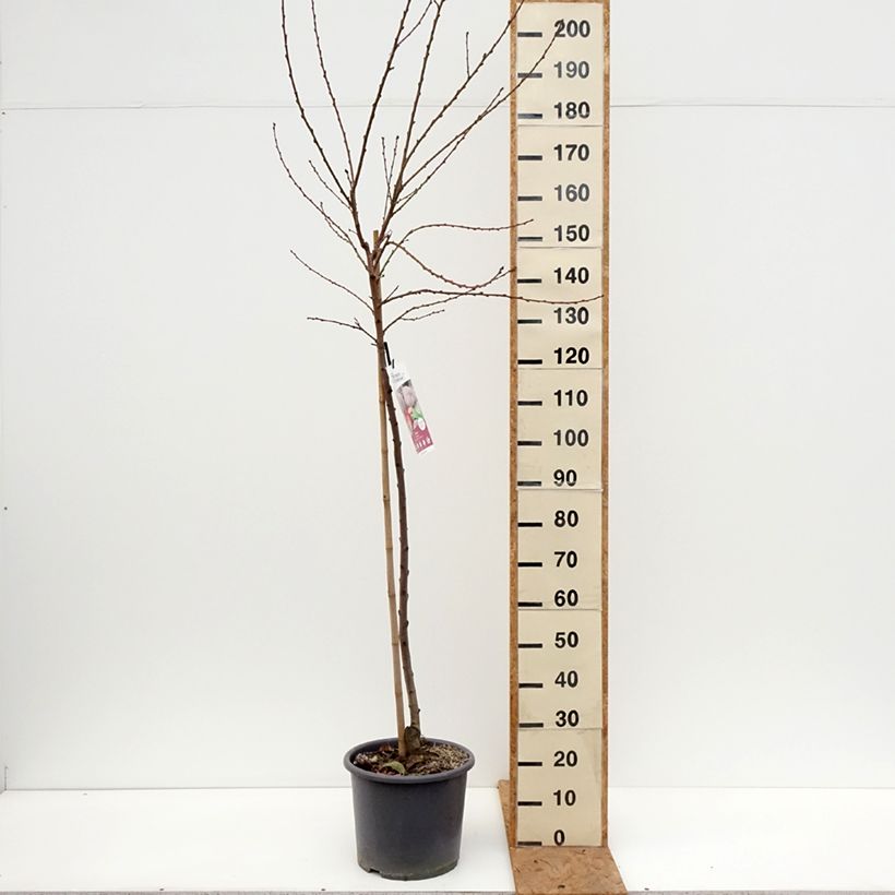 Ejemplar de Melocotonero de viña de Carne Maceta 7,5L/10L, Copa entregado en otoño