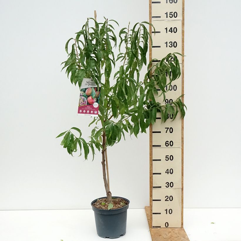 Ejemplar de Melocotonero Grosse Mignonne Maceta 7,5L/10L, Copa entregado en verano