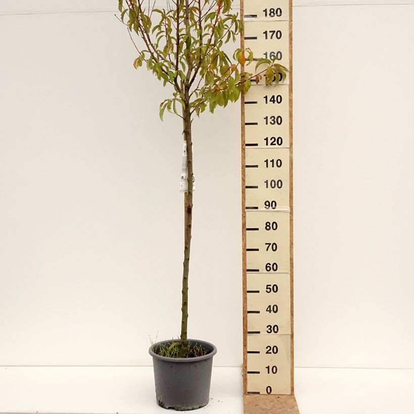 Ejemplar de Melocotonero J.H. Hale Maceta 7,5L/10L, Medio tallo entregado en verano