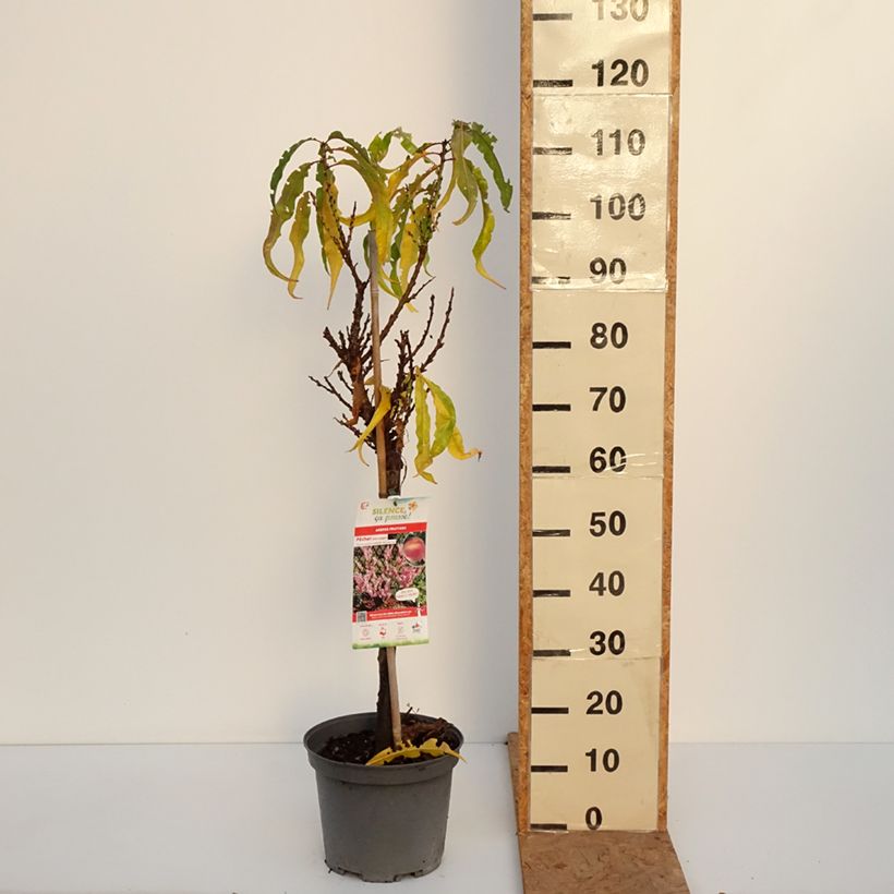Ejemplar de Melocotonero Amber Pix Zee Maceta 6L/7L, 1/4 tallo entregado en otoño