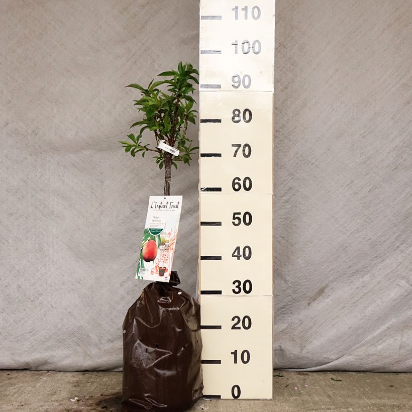 Melocotonero enano Bonanza Cepellón "listo para plantar", 1/4 tallo Ejemplar entregado en la primavera