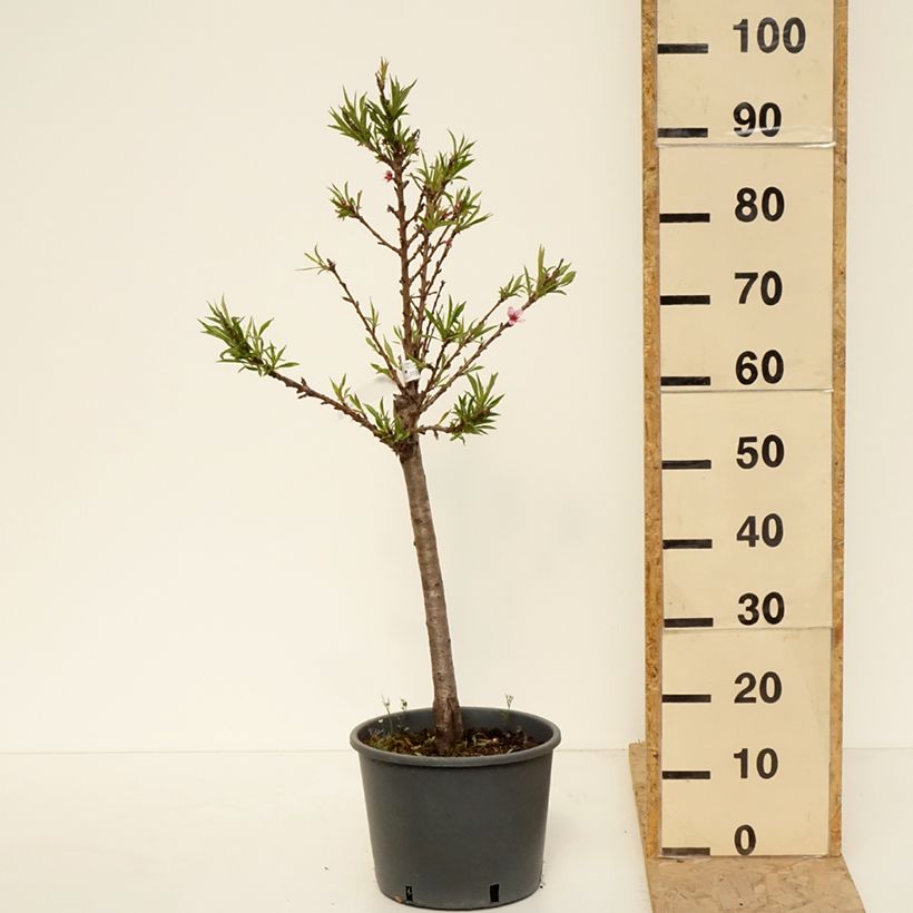 Melocotonero enano Bonanza Maceta 7,5L/10L, 1/4 tallo Ejemplar entregado en la primavera