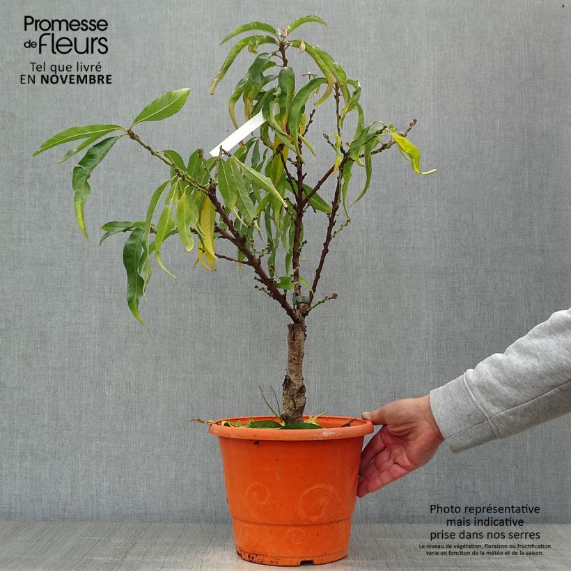 Ejemplar de Melocotonero enano Diamond Zaipevi Maceta 6L/7L, Enano entregado en otoño
