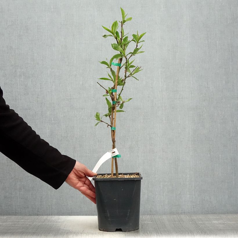 Melocotonero enano Fruit Me Peach Me Donut Maceta 4L/5L, Enano Ejemplar entregado en la primavera