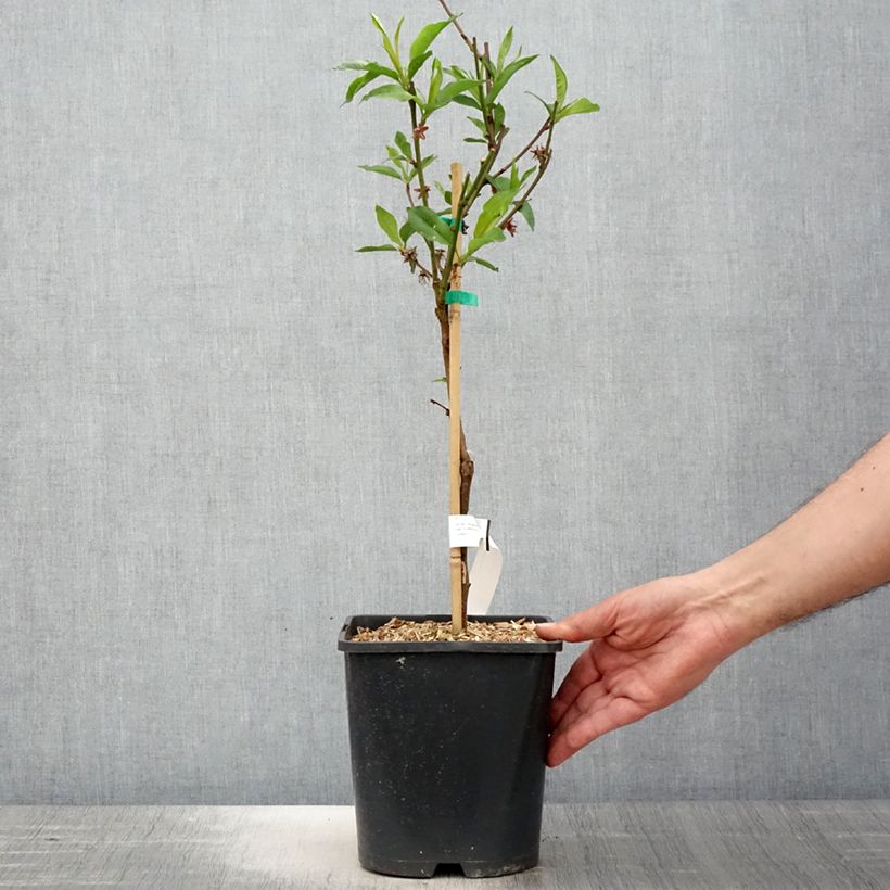 Nectarina enana Fruit Me Necta Me Maceta 4L/5L, Enano Ejemplar entregado en la primavera