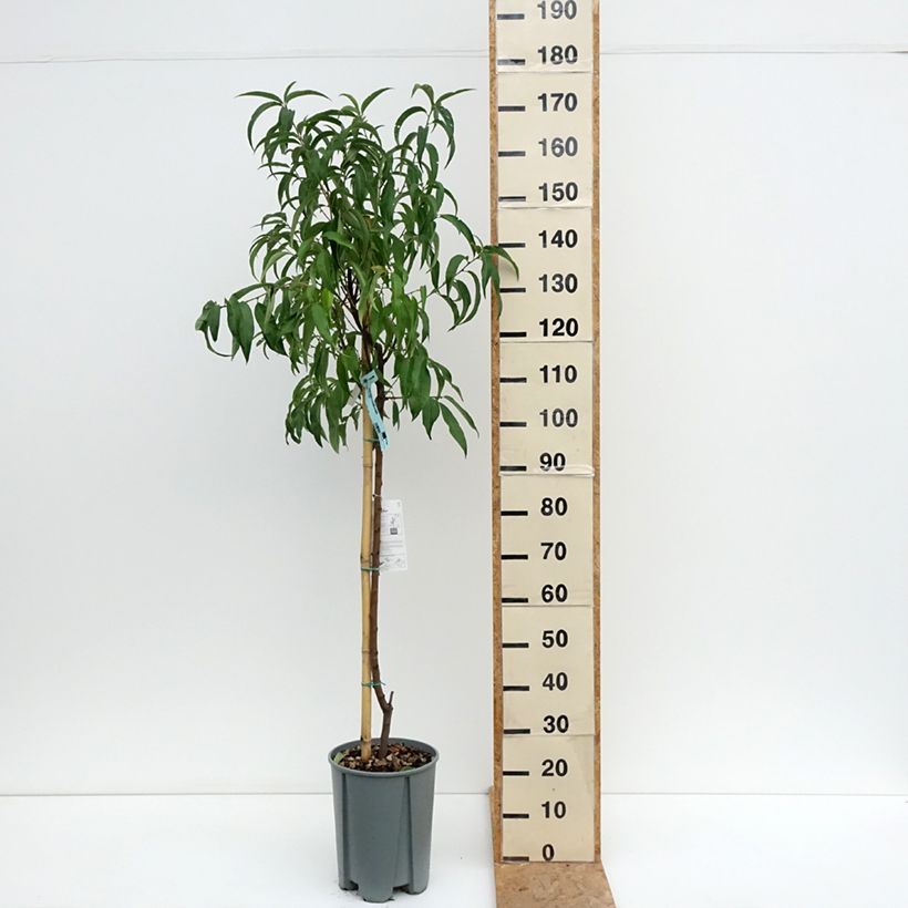 Ejemplar de Melocotonero Platicarpa bianca Maceta 7,5L/10L, Medio tallo entregado en verano