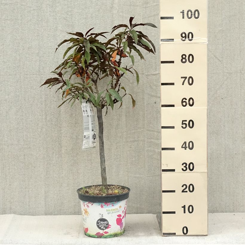 Ejemplar de Melocotonero enano Crimson Bonfire Maceta 6L/7L, 1/4 tallo entregado en verano