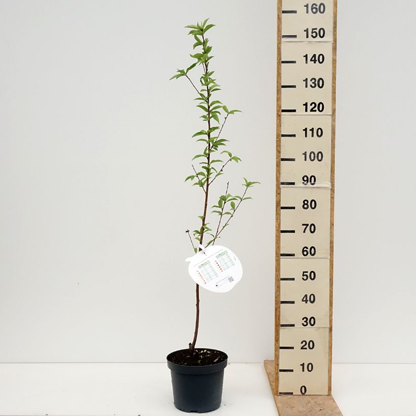 Melocotonero Reine des Vergers Maceta 7,5L/10L, Copa Ejemplar entregado en la primavera