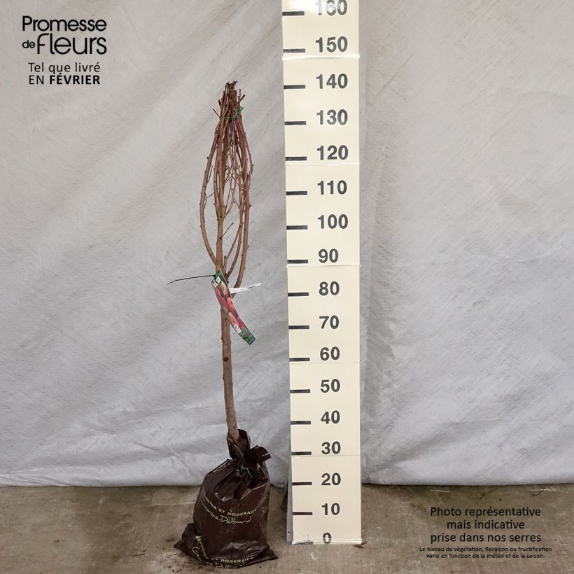 Melocotonero Sanguine de Savoie Cepellón "listo para plantar", Copa Ejemplar entregado en invierno