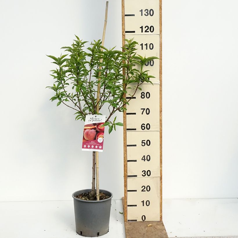 Melocotonero Sanguine vineuse Maceta 7,5L/10L, Copa Ejemplar entregado en la primavera