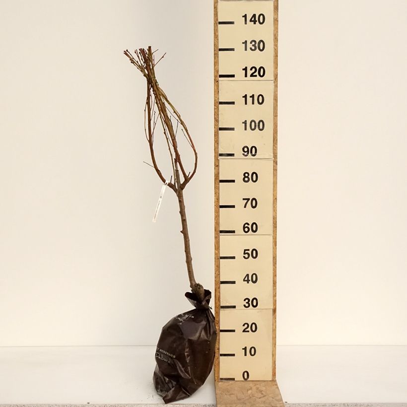 Melocotonero Saturne bailou Cepellón "listo para plantar", Copa Ejemplar entregado en la primavera