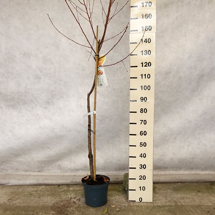 Ejemplar de Melocotonero Suncrest Maceta 7,5L/10L, Medio tallo entregado en otoño