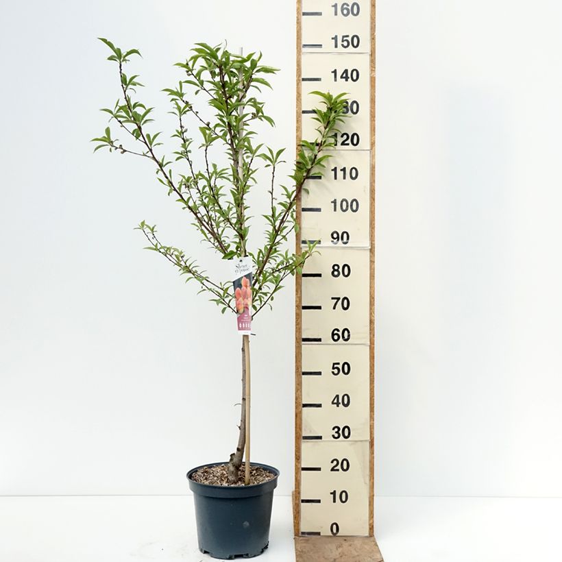 Melocotonero Téton de Venus Maceta 7,5L/10L, Copa Ejemplar entregado en la primavera