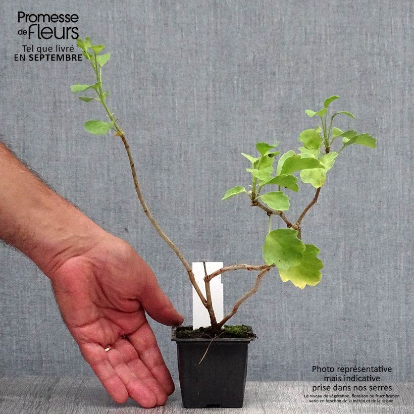Ejemplar de Pelargonium acetosum - Geranio Maceta de 8/9 cm entregado en otoño