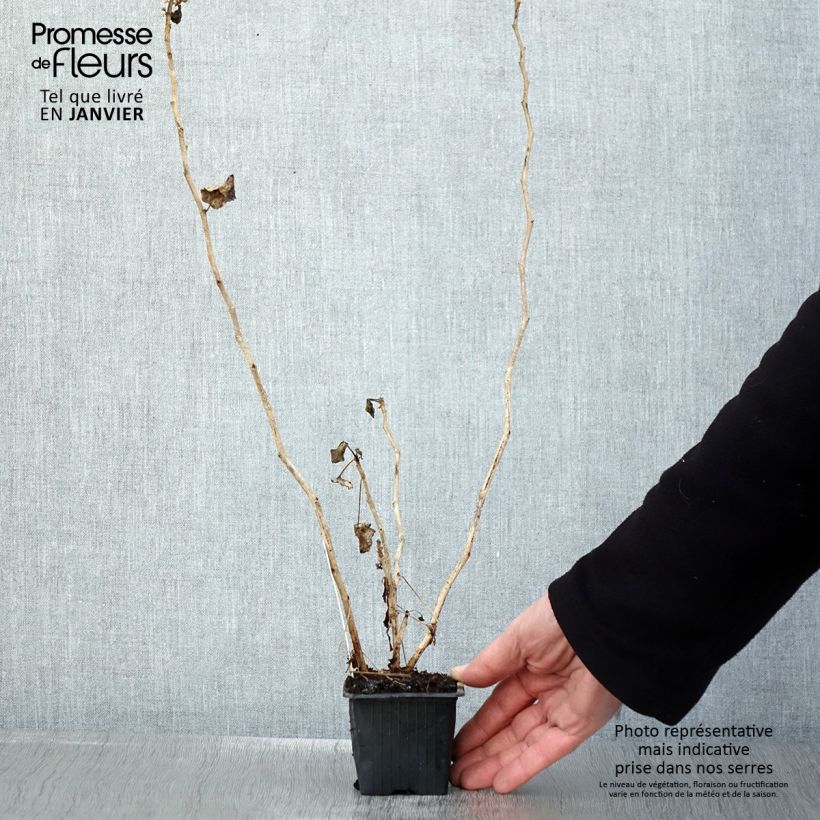 Pelargonium acetosum - Geranio Maceta de 8/9 cm Ejemplar entregado en invierno