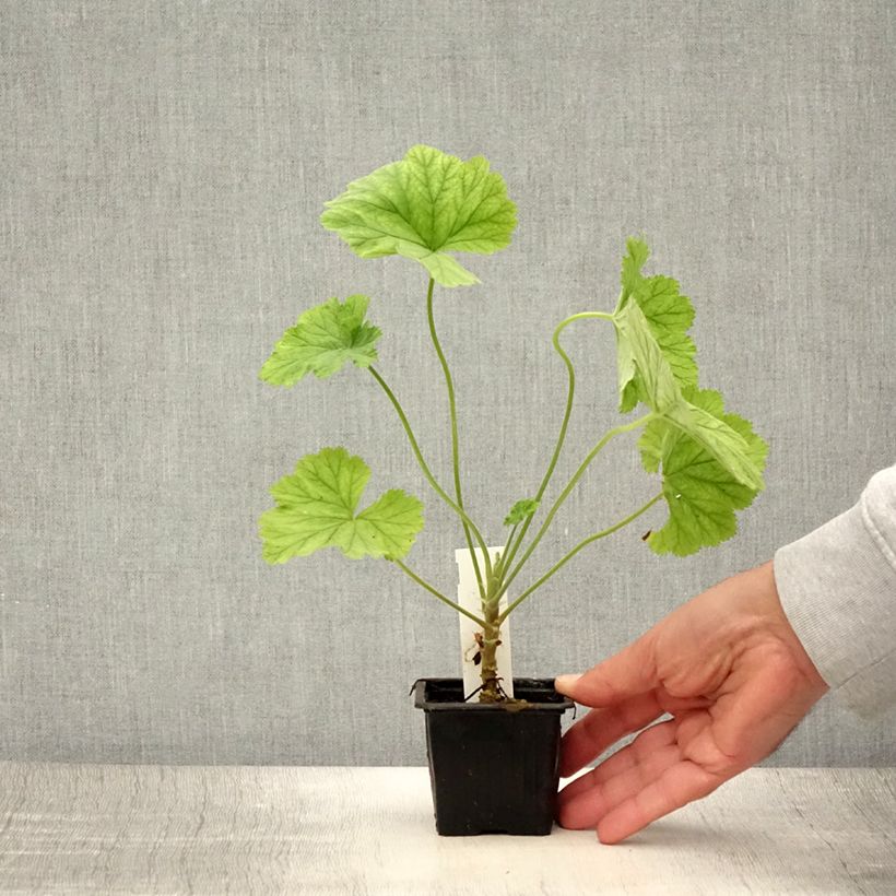 Ejemplar de Pelargonium album - Geranio Maceta de 8/9 cm entregado en verano
