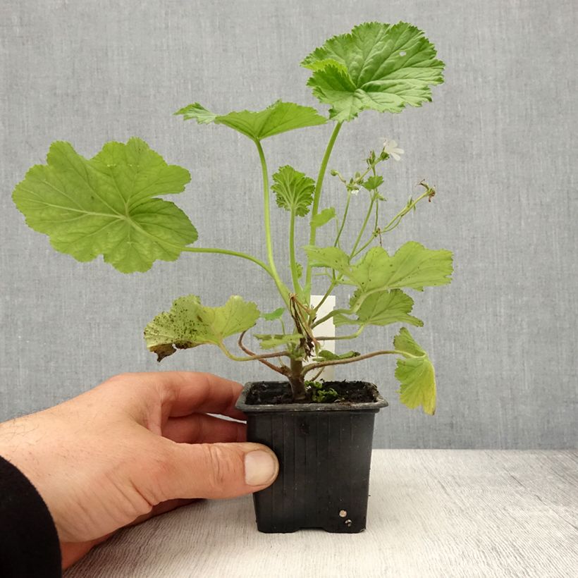 Pelargonium album - Geranio Maceta de 8/9 cm Ejemplar entregado en la primavera