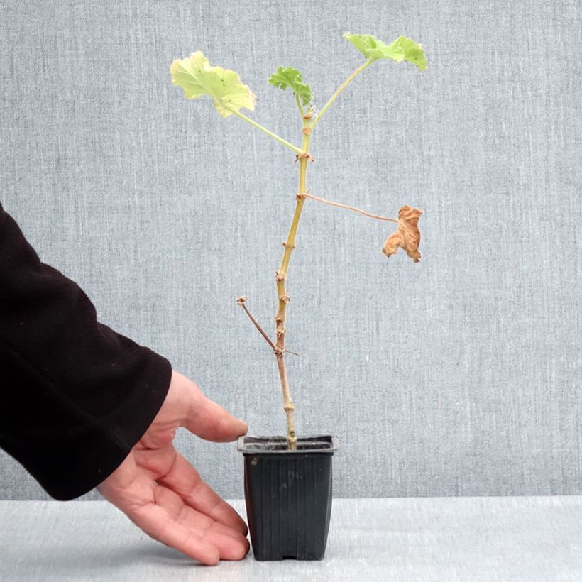 Geranio Atomic Snowflake- Pelargonium Maceta de 7/8 cm Ejemplar entregado en la primavera