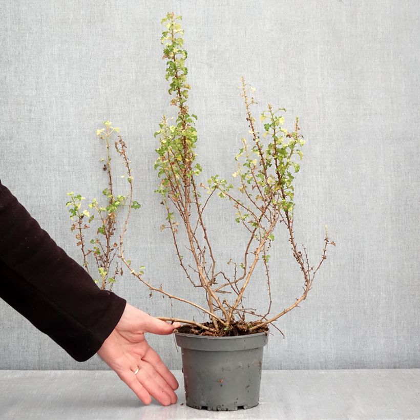 Geranio crispum Peach Cream - Geranio limón Maceta 1,5L/2L Ejemplar entregado en invierno