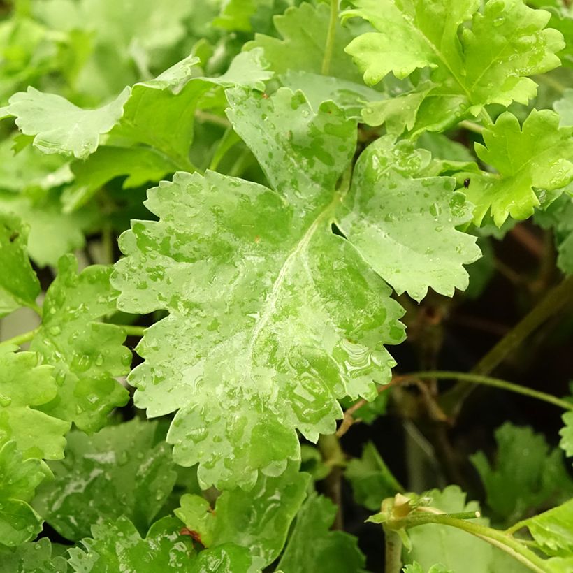 Geranio gibbosum- Pelargonium (Follaje)