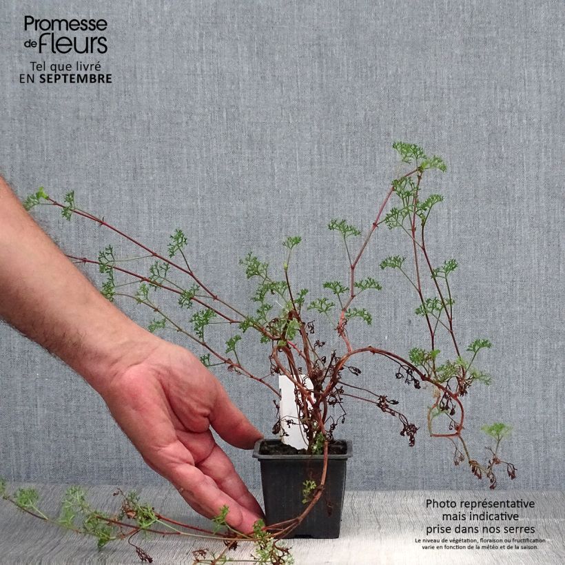 Ejemplar de Geranio fruticosum- Pelargonium Maceta de 8/9 cm entregado en otoño