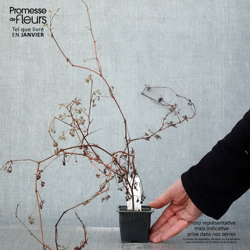 Geranio fruticosum- Pelargonium Maceta de 8/9 cm Ejemplar entregado en invierno