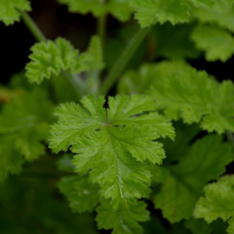 Geranio Concolor Lace- Pelargonium (Follaje)