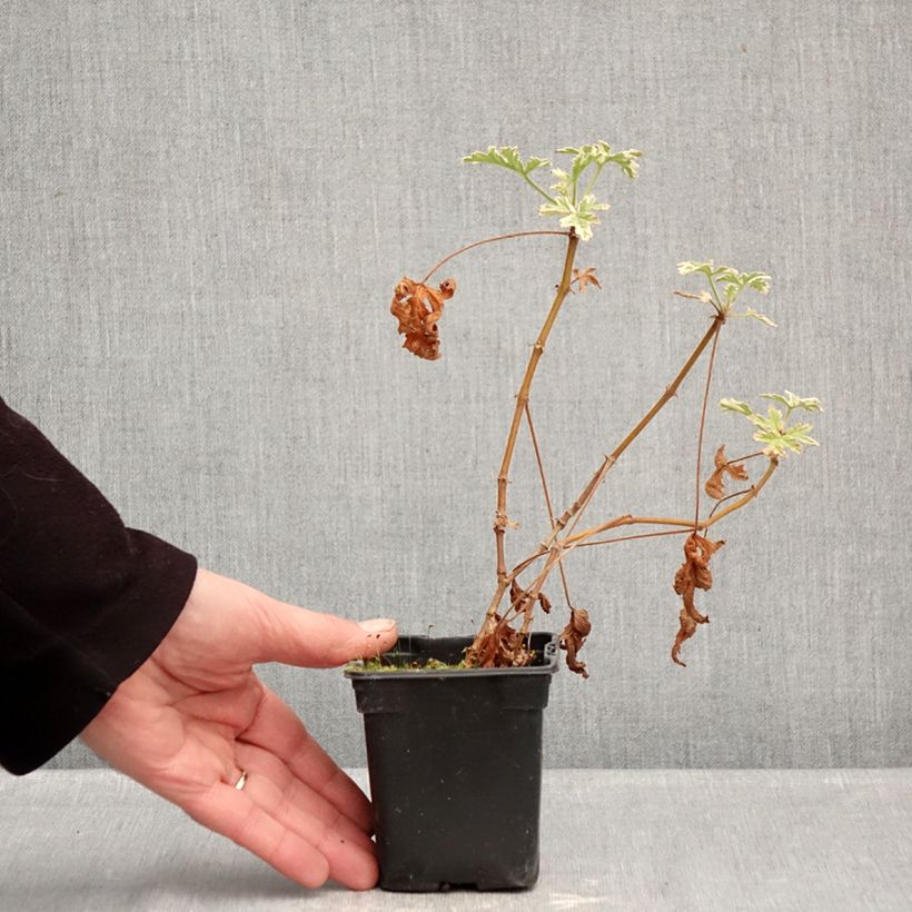 Geranio graveolens Grey Lady Plymouth- Pelargonium Maceta de 7/8 cm Ejemplar entregado en invierno
