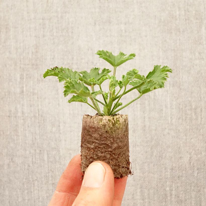 Geranio Mosquitaway Louise- Pelargonium minicepellón: Ø 3/4 cm Ejemplar entregado en la primavera