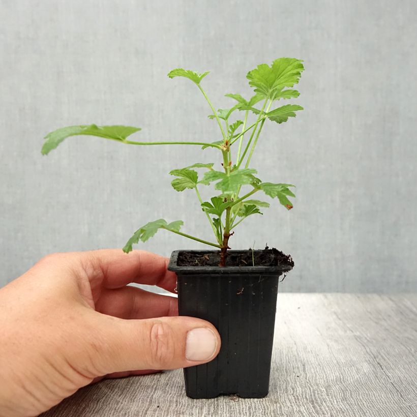 Ejemplar de Pélargonium - Geranium parfumé Paton's Unique Godet de 7/8 cm entregado en verano