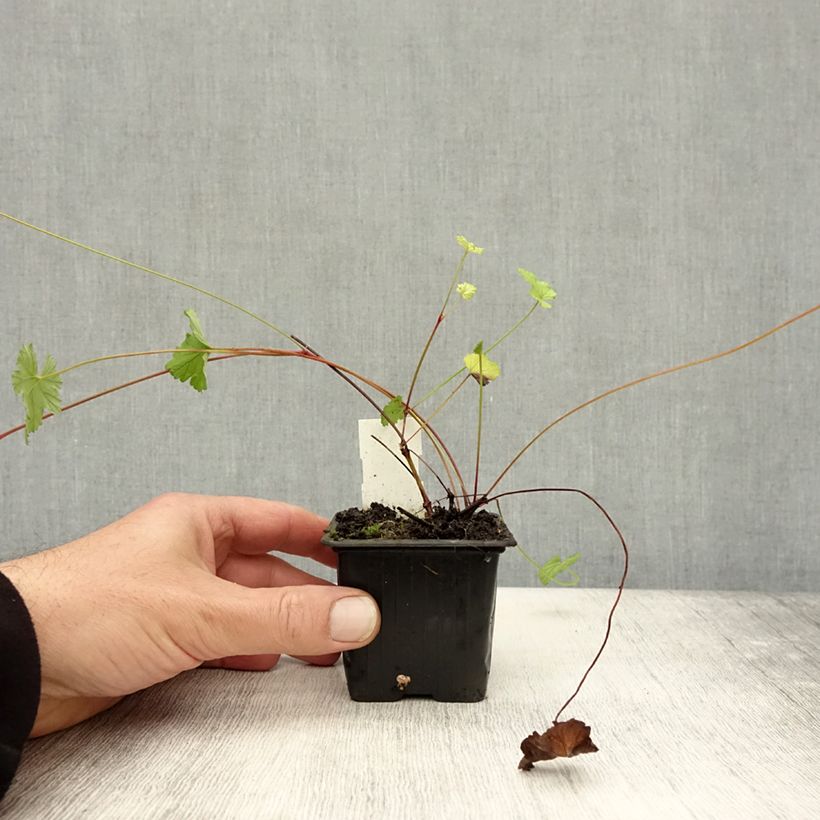 Ejemplar de Geranio grossularioides- Pelargonium Maceta de 8/9 cm entregado en otoño