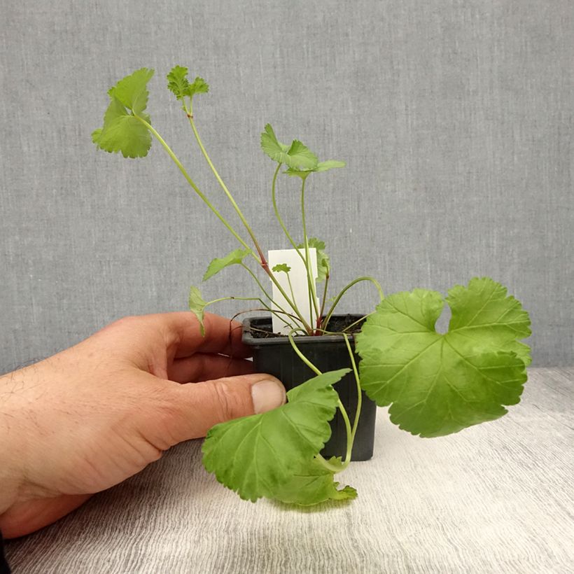 Geranio grossularioides- Pelargonium Maceta de 8/9 cm Ejemplar entregado en la primavera