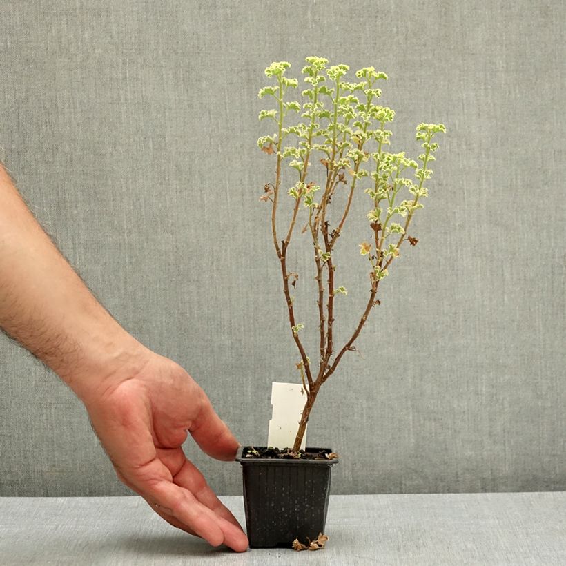 Ejemplar de Geranio crispum Variegatum - Geranio limón Maceta de 7/8 cm entregado en verano