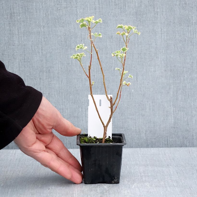 Geranio crispum Variegatum - Geranio limón Maceta de 7/8 cm Ejemplar entregado en la primavera