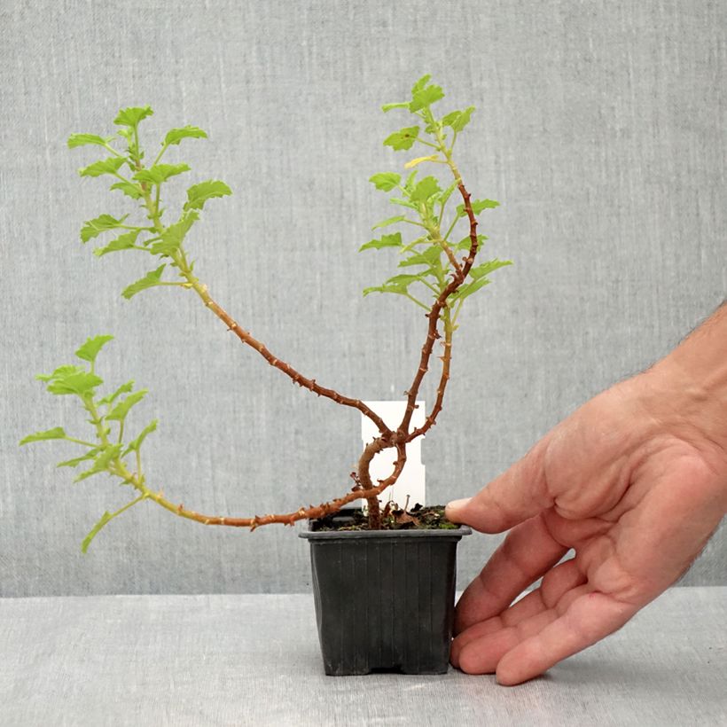 Ejemplar de Geranio greytonense- Pelargonium Maceta de 8/9 cm entregado en verano