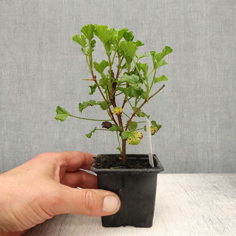 Geranio Kettlebaston- Pelargonium Maceta de 8/9 cm Ejemplar entregado en la primavera
