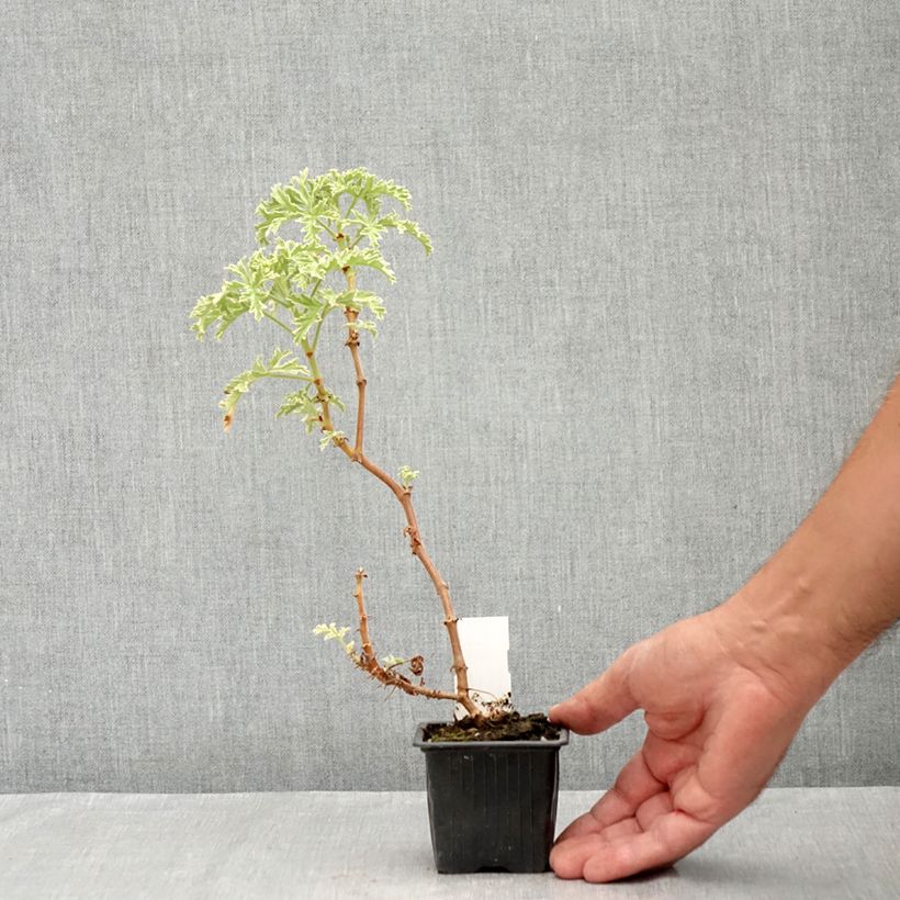 Ejemplar de Geranio graveolens Lady Plymouth- Pelargonium Maceta de 8/9 cm entregado en verano