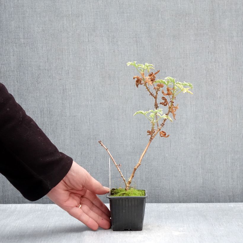 Geranio graveolens Lady Plymouth- Pelargonium Maceta de 8/9 cm Ejemplar entregado en invierno