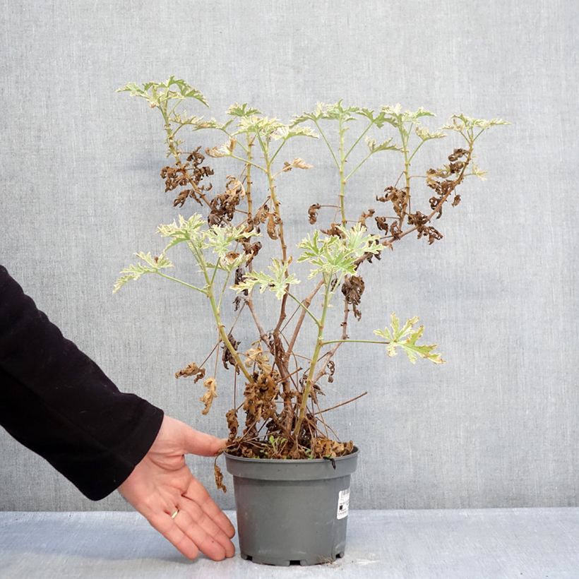 Geranio graveolens Lady Plymouth- Pelargonium Maceta 1,5L/2L Ejemplar entregado en invierno