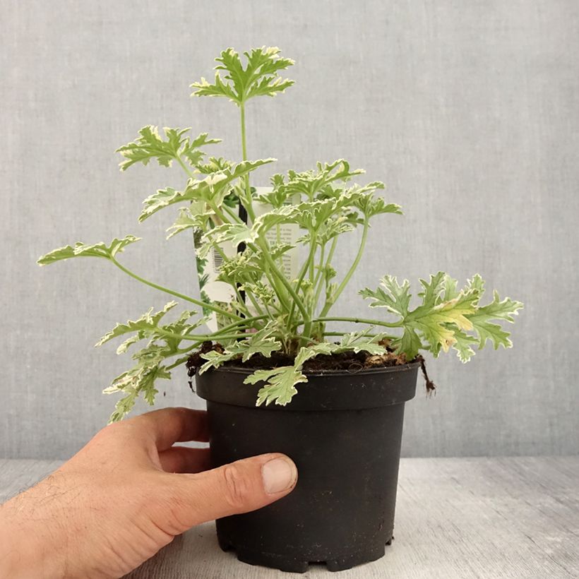 Geranio graveolens Lady Plymouth- Pelargonium Maceta 1,5L/2L Ejemplar entregado en la primavera