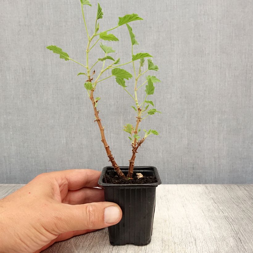 Ejemplar de Geranio Lemon fancy- Pelargonium Maceta de 7/8 cm entregado en verano