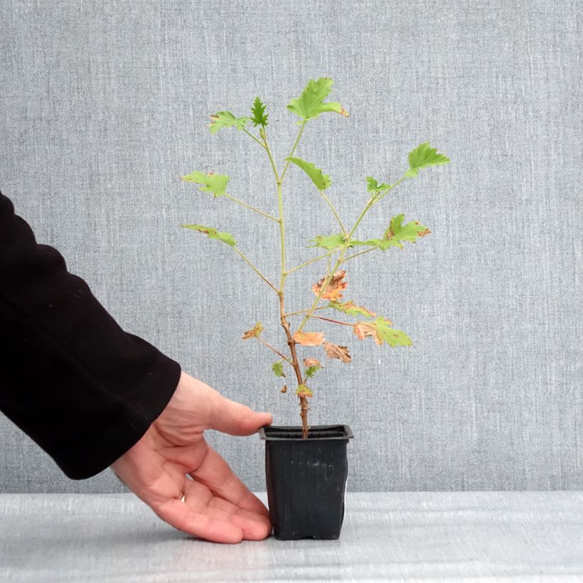 Geranio Lemon fancy- Pelargonium Maceta de 7/8 cm Ejemplar entregado en invierno