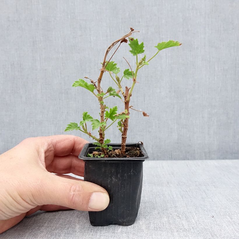 Geranio Lemon fancy- Pelargonium Maceta de 7/8 cm Ejemplar entregado en la primavera