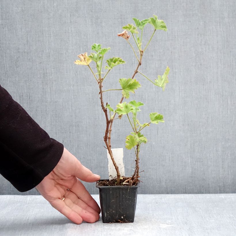 Geranio capitatum Pink Capricorn- Pelargonium Maceta de 8/9 cm Ejemplar entregado en invierno