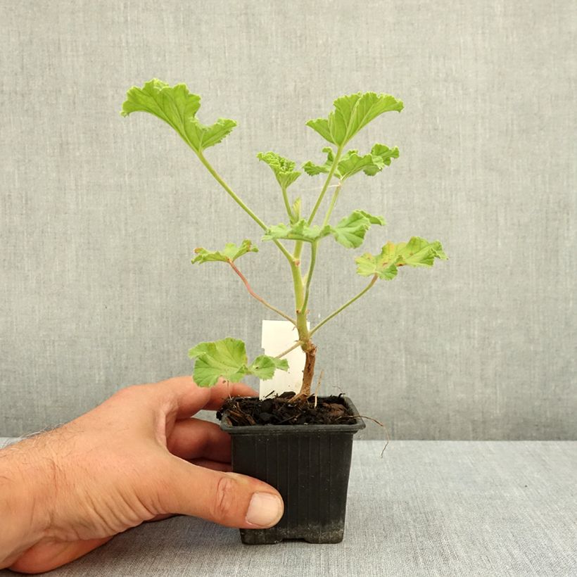 Ejemplar de Geranio Purple Unique- Pelargonium Maceta de 8/9 cm entregado en verano