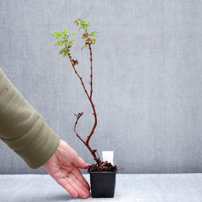 Geranio quercifolium Royal Oak- Pelargonium Maceta de 8/9 cm Ejemplar entregado en invierno