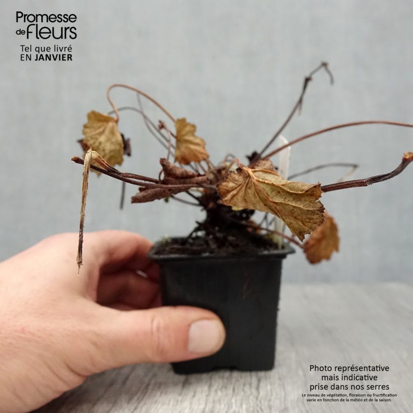 Geranio odoratissimum - Manzana geranio Maceta de 8/9 cm Ejemplar entregado en invierno