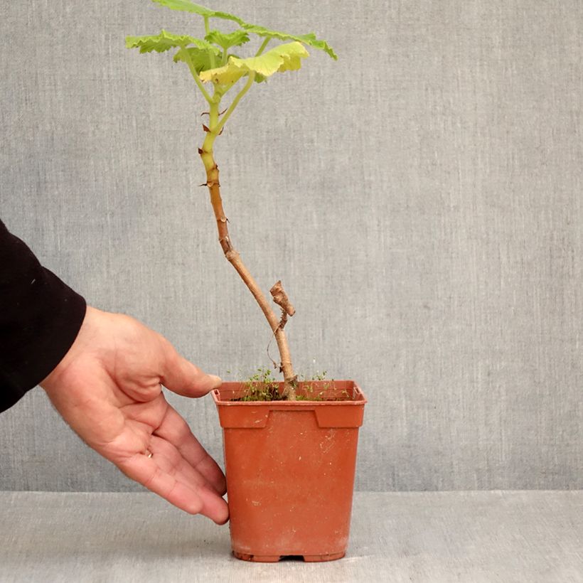 Ejemplar de Geranio papilionaceum- Pelargonium Maceta 1L/1,5L entregado en otoño